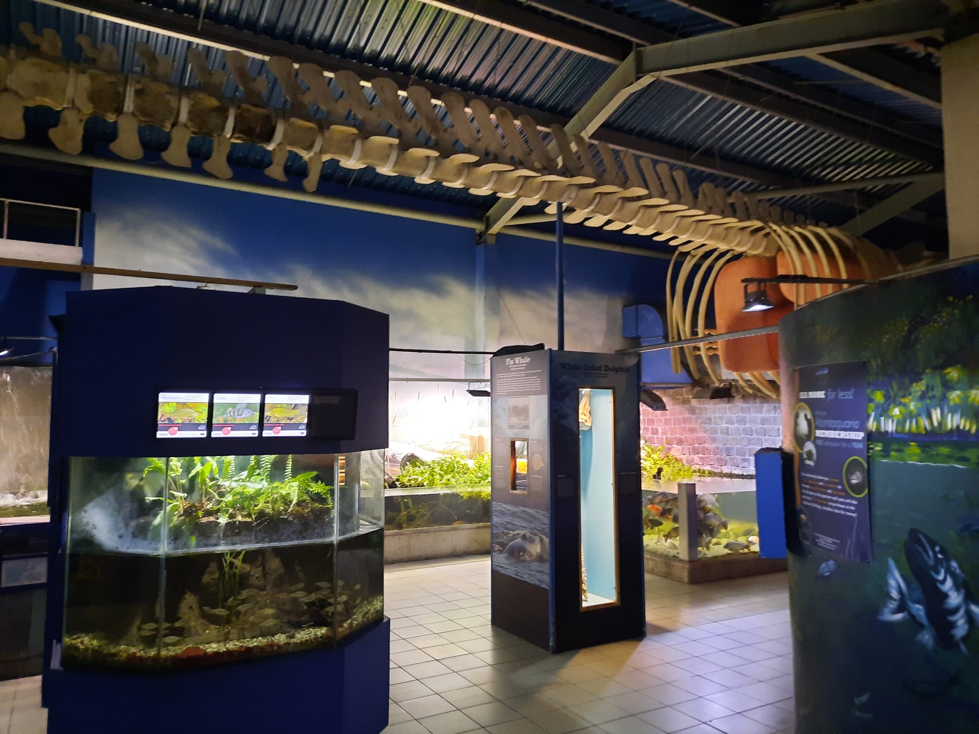 Galway Atlantaquaria (+ Museological Musings On Aquariums) Salterton